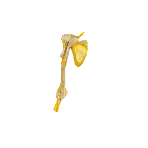 图 1-81 喙肱肌和肱肌