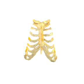 图 1-39 胸肋关节