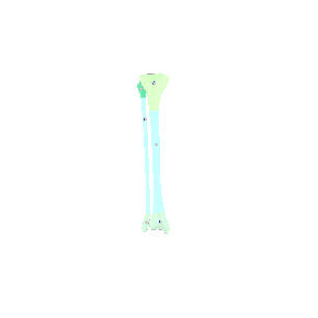 骨-右下肢-2-骨骼部