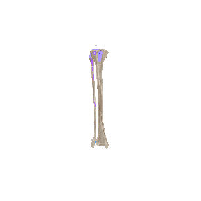 骨-右下肢-2-标志点
