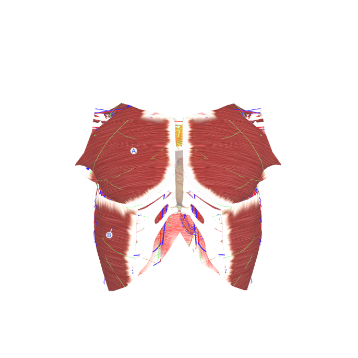 胸部2