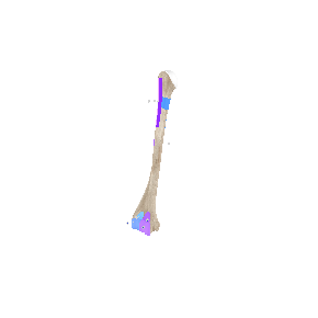 骨-右上肢-2-标志点