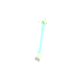 骨-右上肢-2-骨骼部